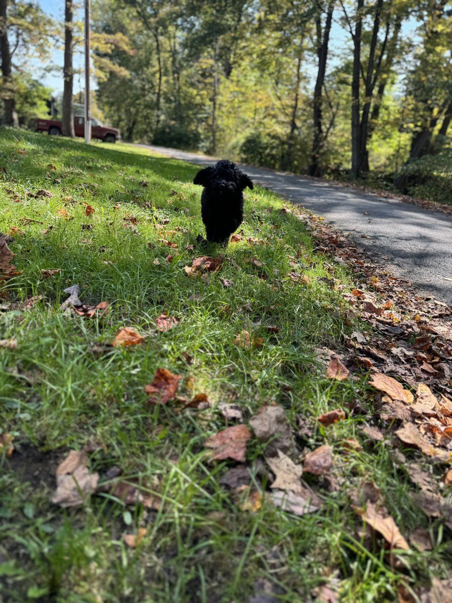 Blontzy's tweet photo. My brother’s puppy is so precious 🥹 https://t.co/53IQ400FZQ
