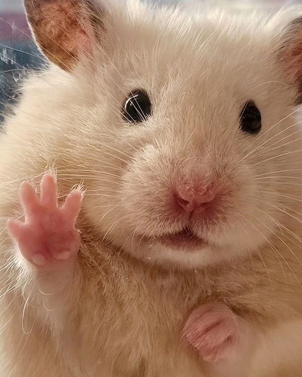 사랑은 이렇게 4개...🐹