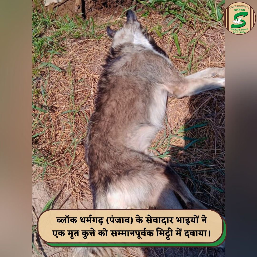 GreenSwelfares's tweet image. The greatness of a nation can be judged by how it treats its animals. Volunteers from Dharamgarh, Punjab, exemplified this by picking and burying a deceased dog🐾with dignity, while ensuring road safety for all. A true act of compassion! #RespectForLife #RoadSafety #AnimalWelfare