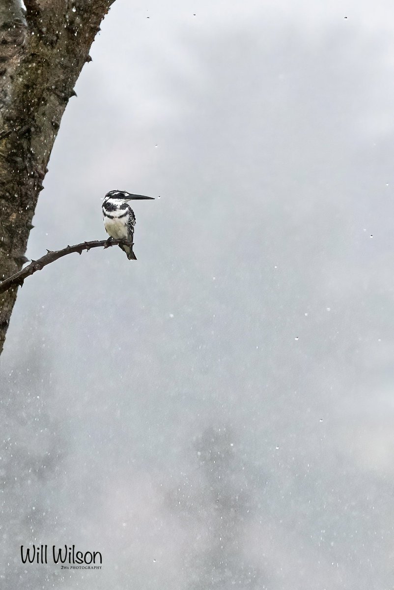 A male Pied Kingfisher perched in rain…

📍Nyarutarama, in #Kigali #Rwanda #RwOX #BirdTwitter