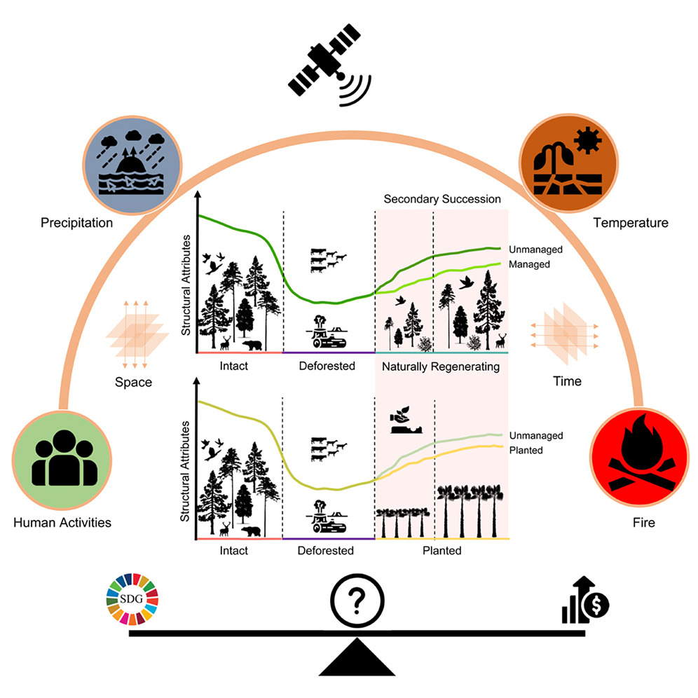 Check our global analysis <a href="/OneEarth_CP/">One Earth</a>: Unmanaged naturally regenerating #forests approach intact #forest canopy structure but are susceptible to climate and human stress cell.com/one-earth/abst… 🌳🌴🌲🍂🛰️ #naturalregeneration #reforestation #forestloss #plantations