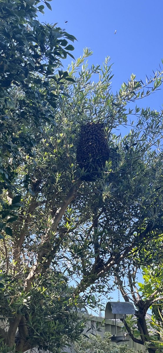 beans_knees's tweet photo. Swarm of beans knees fans 🐝 ☕️ https://t.co/y82pXeCdRz