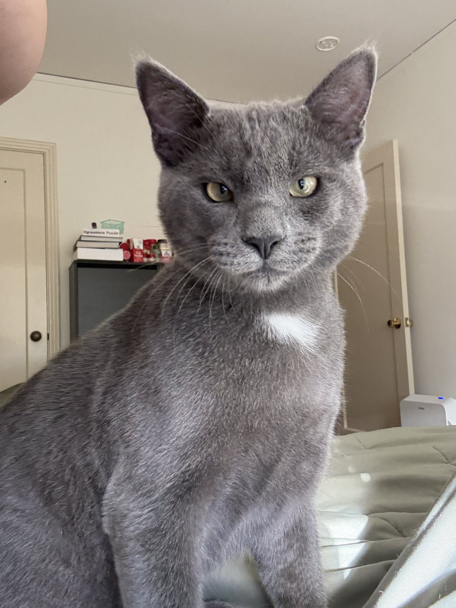 Thank you everyone who came to hang out so far for Mass Effect fundraising stream, always makes me feel better to see y'all 💚 Morality bid war will CONTINUE through the weekend, every donation not only sways how the game gets played but is going to help a very good boy 😸