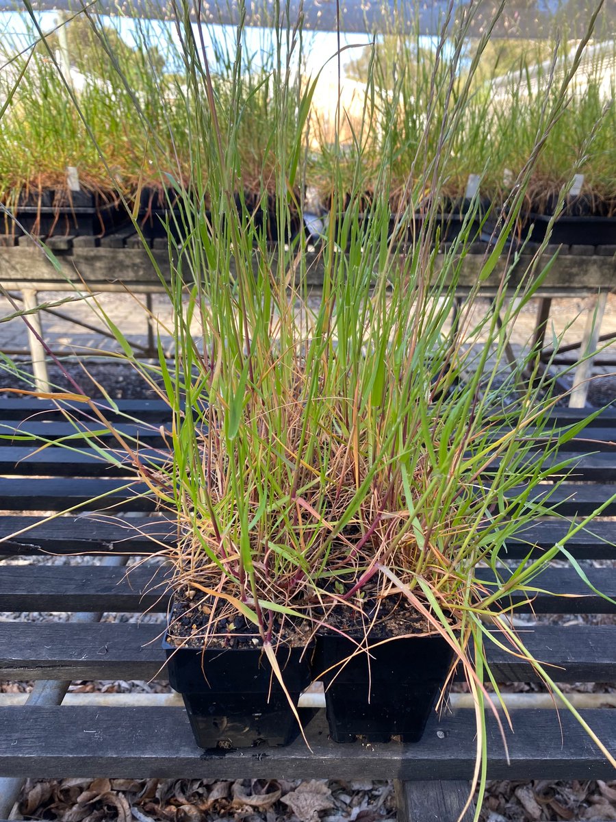 Roberto Busi tweet media