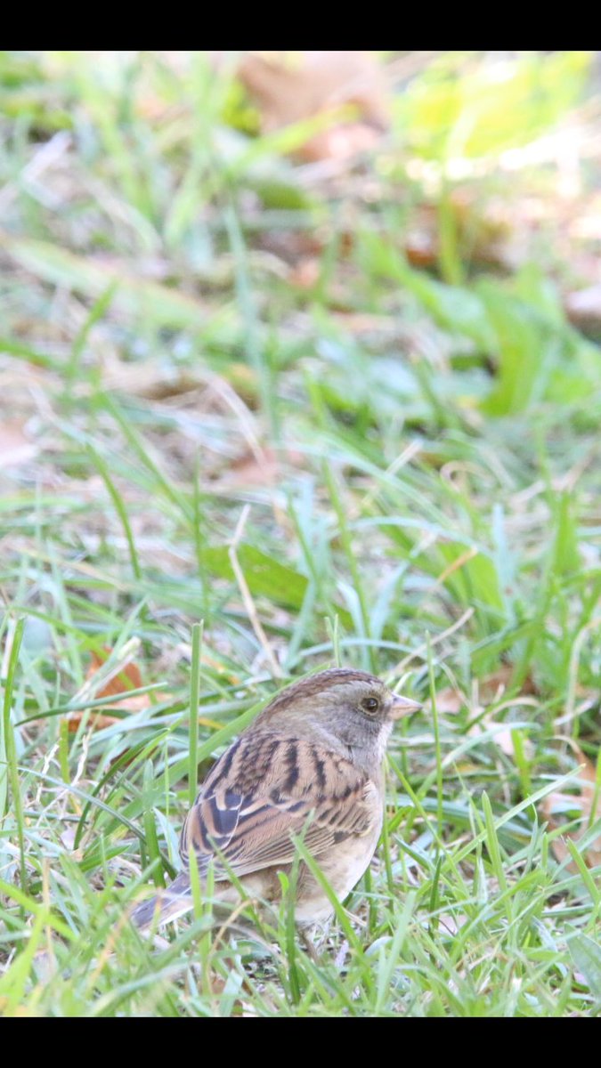 Hybrid of the white throated sparrow X Junco @ compost heap central park early yesteday #birdcpp #birdcp