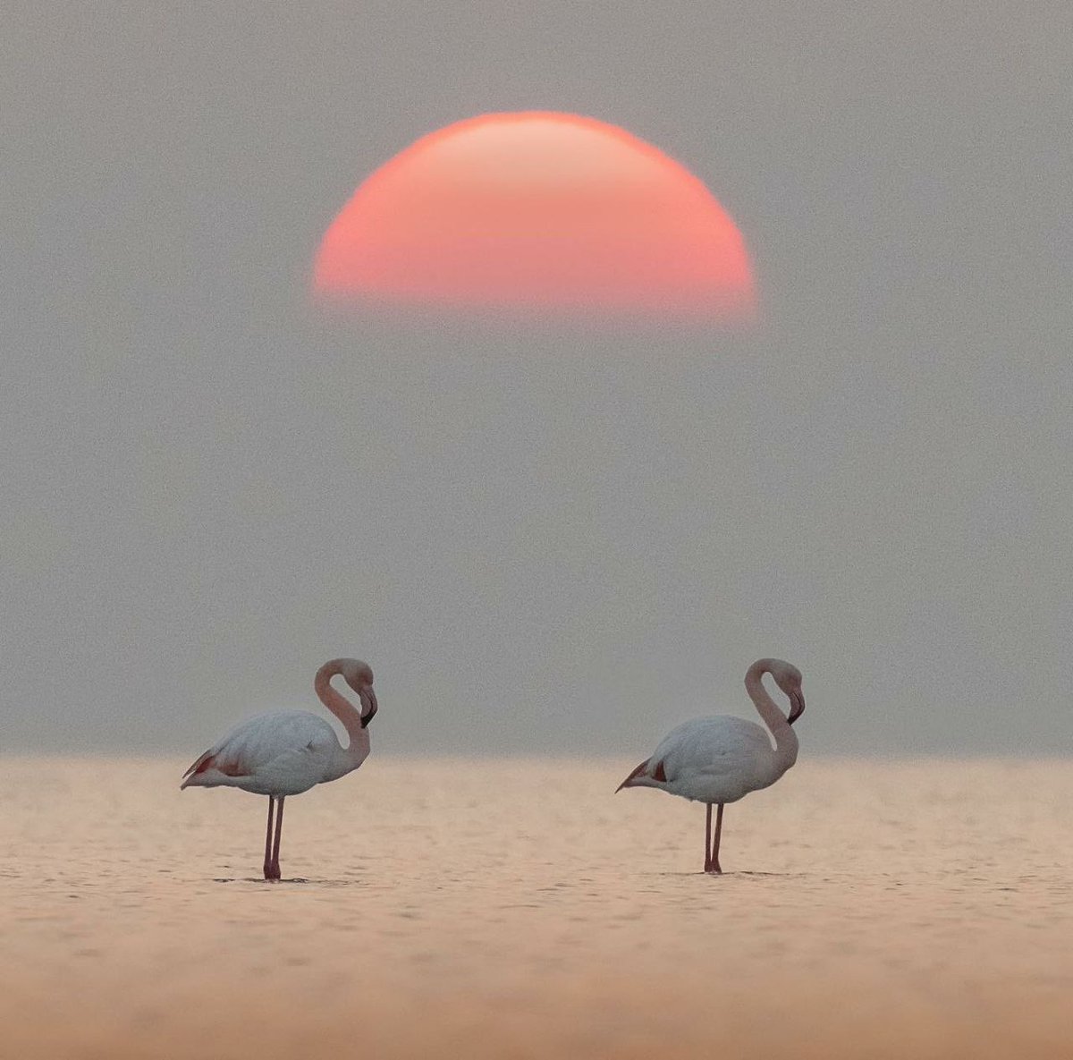 ۲۱  مهر،۱۲ اکتبر #روز_جهانی_پرندگان_مهاجر 

شعار امسال 
«حفاظت از حشرات، حفاظت از پرندگان» است .
اینجا در #مازندران پهنه های آبی و تالابهای محل زندگی پرندگان مهاجر (مخصوصا #میانکاله) اسیر  ۳/۱

عکس: ایراندخت غضنفری ، #میانکاله