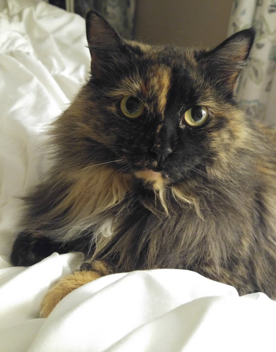 tarambrown10's tweet photo. @Ry_Bass Torties are the best! Our Yuna sends her best wishes and hopes of a loving forever home to your Miss Millie. https://t.co/V0nxbm3Psz