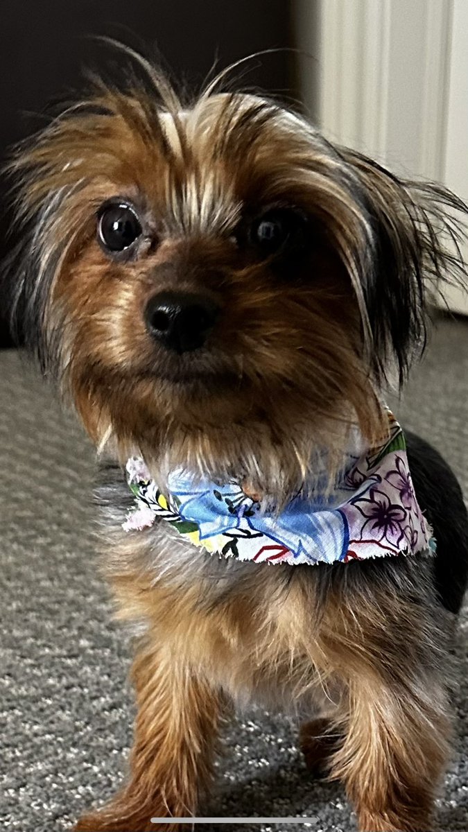 ItsCread_'s tweet image. Anyone just have that one dog that you can’t take good photo’s of 🤣