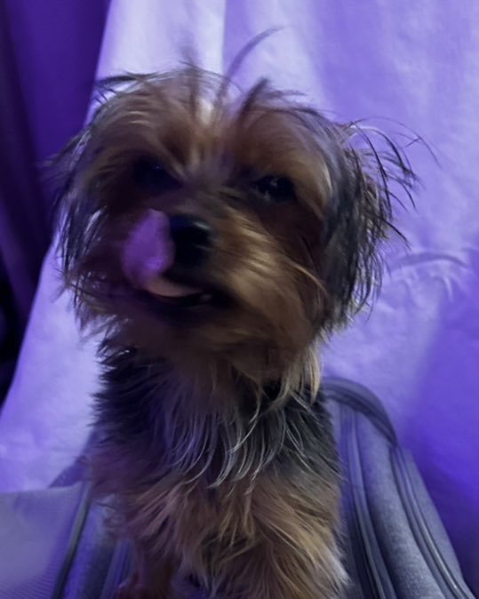 ItsCread_'s tweet image. Anyone just have that one dog that you can’t take good photo’s of 🤣