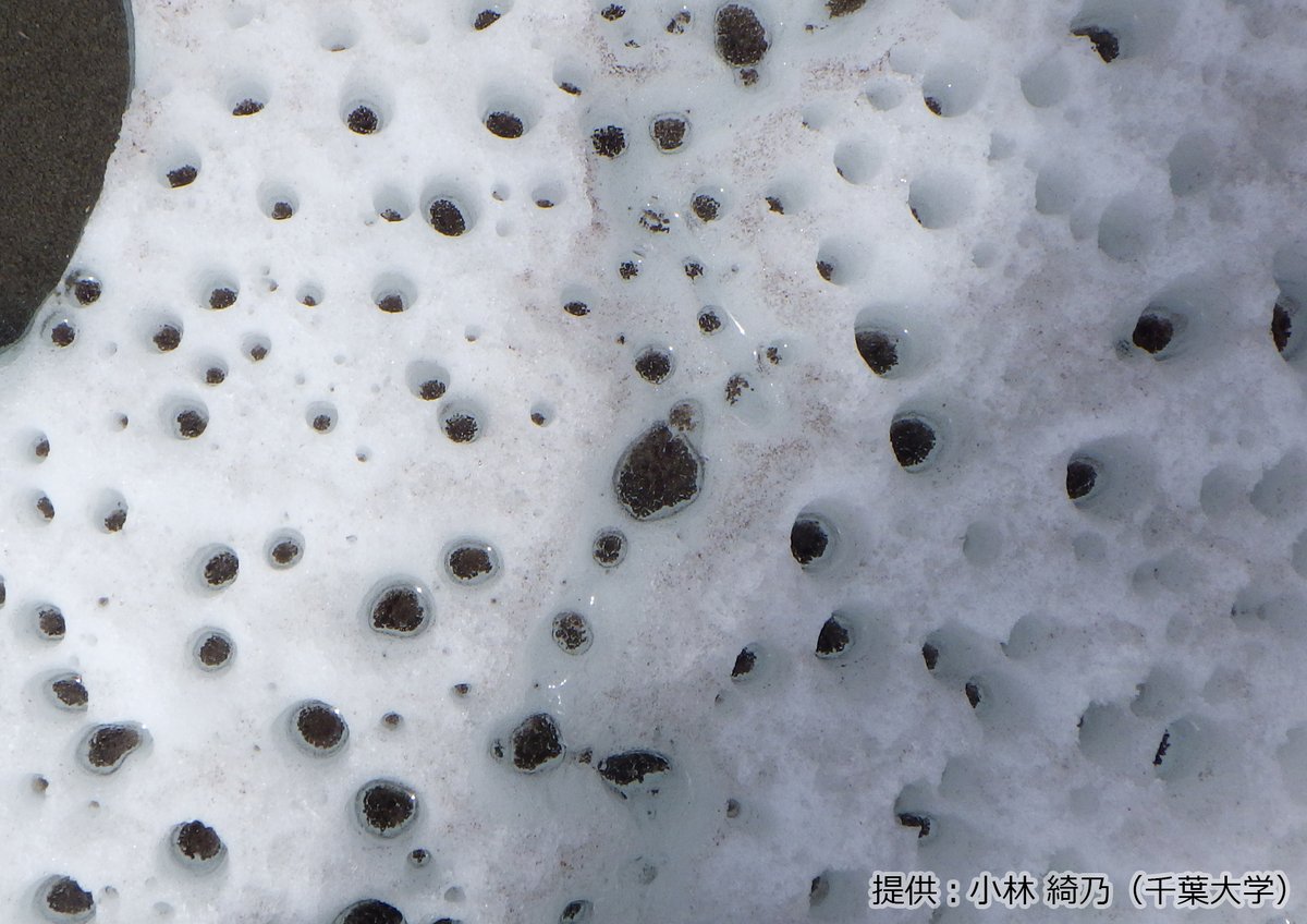 国立極地研究所/NIPR tweet media