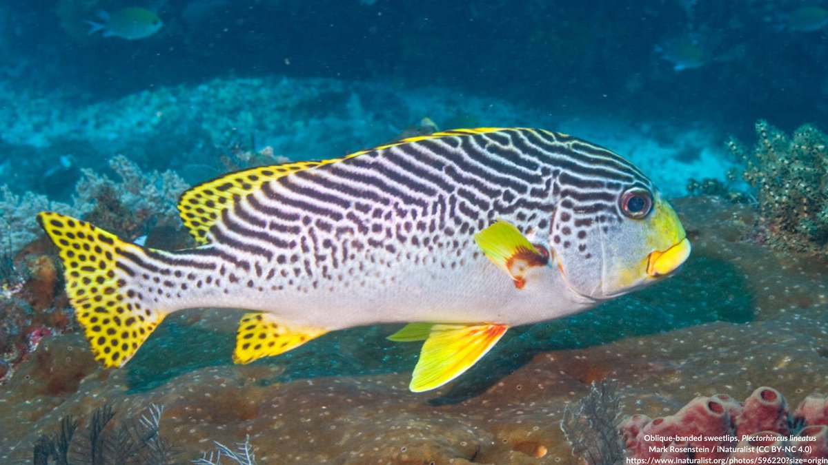 NEW STUDY: Diel movement patterns in nominally nocturnal coral reef fishes (Haemulidae and Lutjanidae): Intra vs. Interspecific variation

Collins et al. evaluated 122-days of acoustic telemetry data from 4 nocturnal spp. in 2 fish families on the GBR.

link.springer.com/article/10.100…