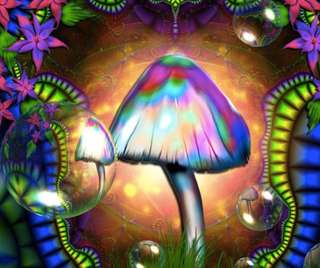 ShibOnToast's tweet photo. @PelziDragon It's liberty cap season (autumn is grand) https://t.co/LQsf6ug4V9