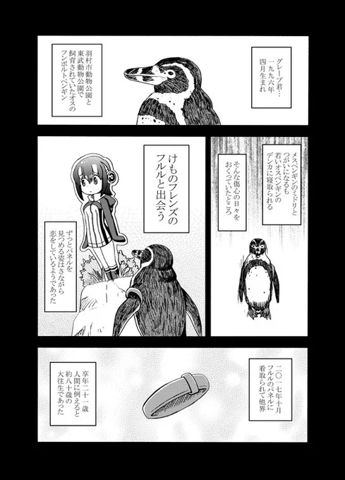 10月12日。
東武動物公園にいたフンボルトペンギンのグレープ君🍇のことを忘れない🐧
#グレープ君 #けものフレンズ 