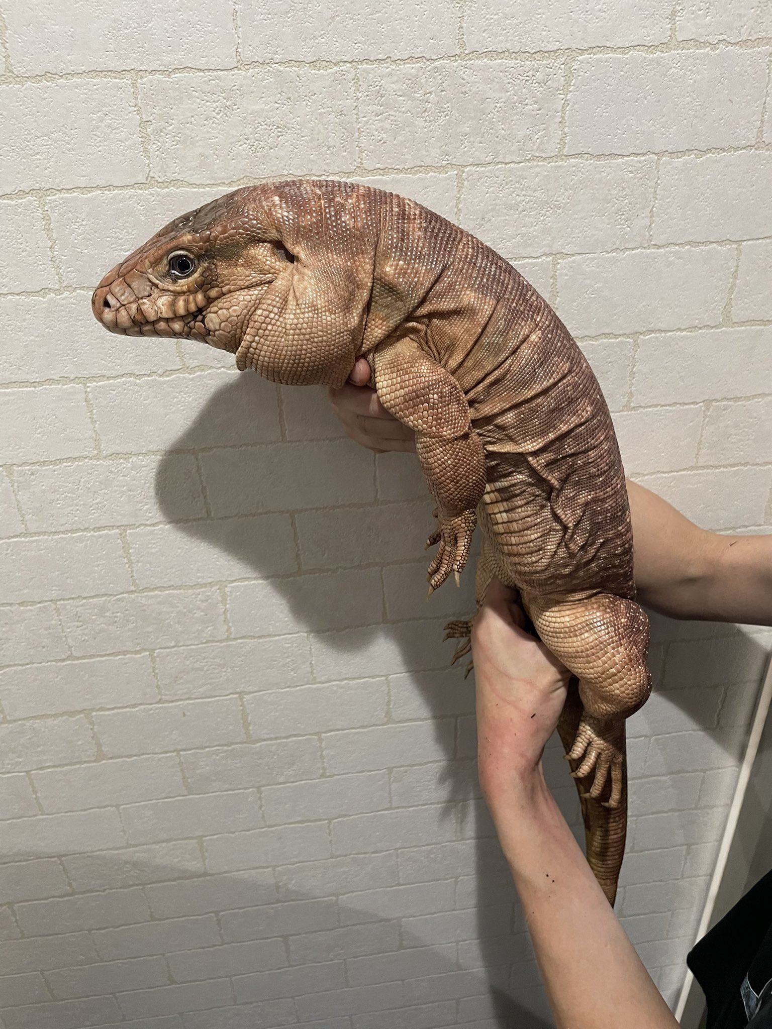生物学 ゆるゆる絶滅生物図鑑 | 今泉忠明, さのかける |本 | 通販 | Amazon