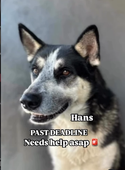 Maple 🐕 🎹 🎸 💙 tweet media