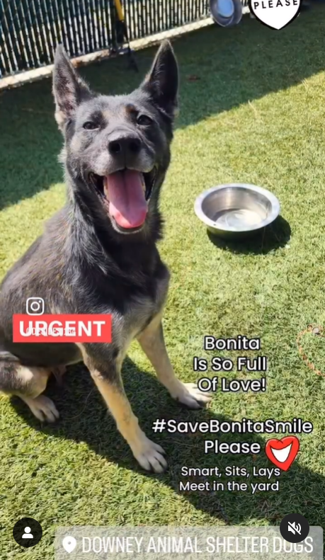 Maple 🐕 🎹 🎸 💙 tweet media