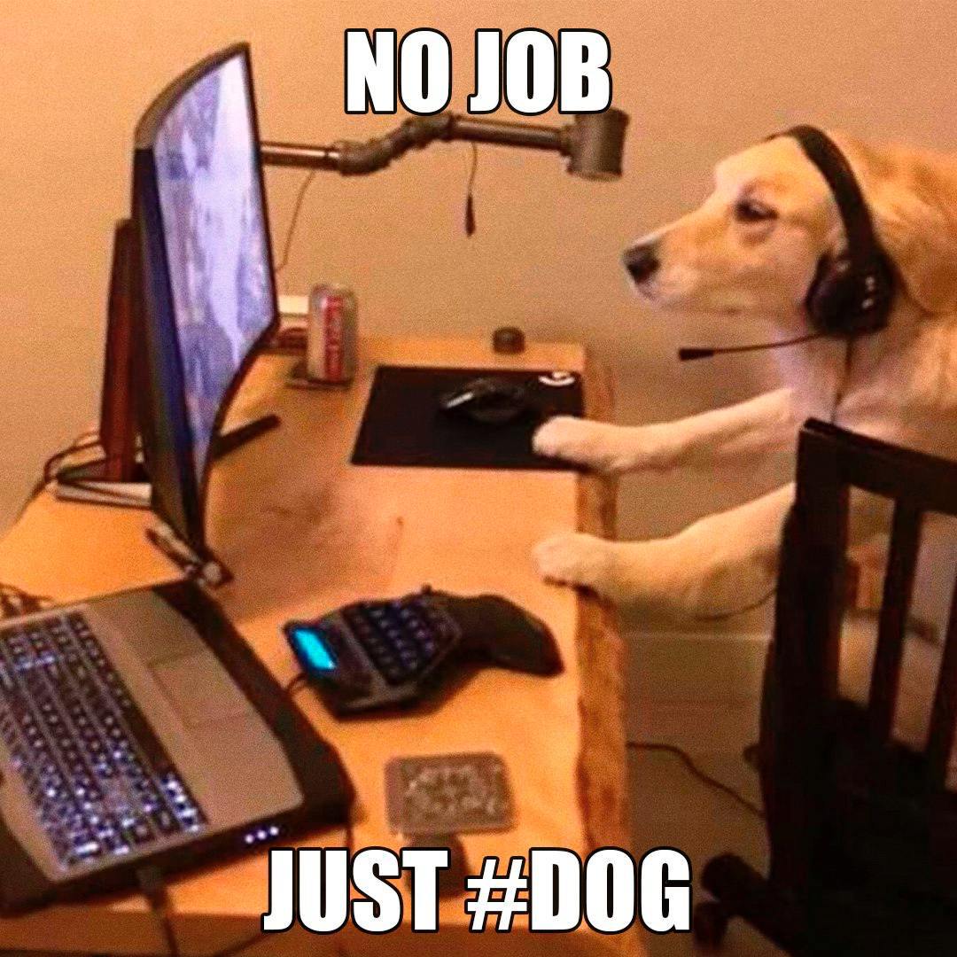 hashtagdogcoin's tweet photo. my weekends as a #dog be like https://t.co/wc9GxVRdmz