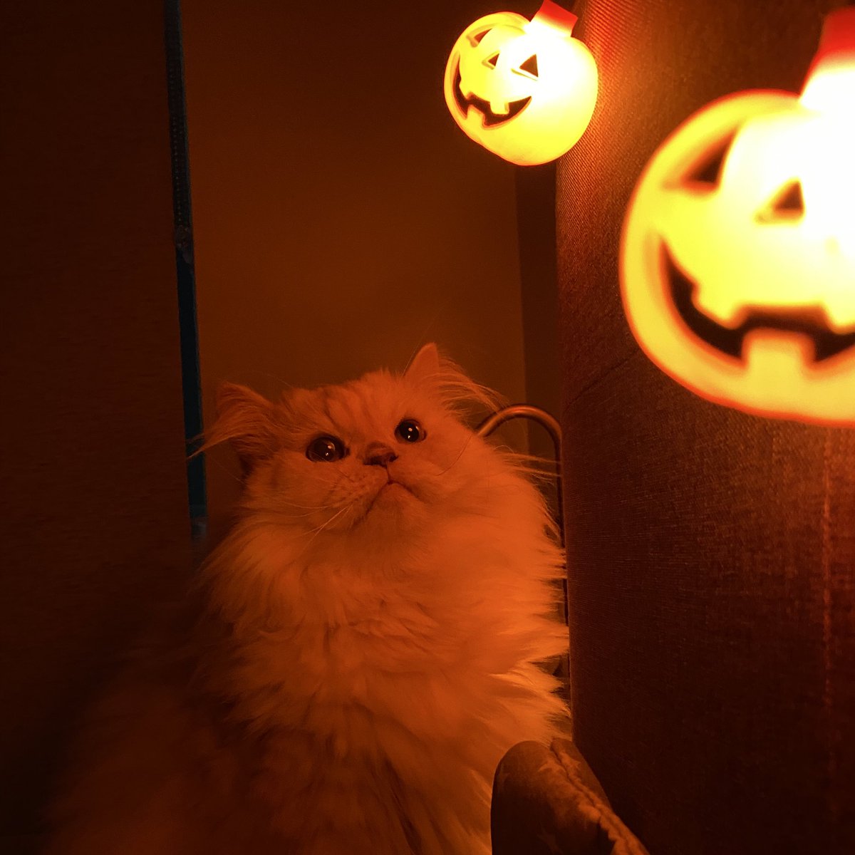 plushiemami's tweet photo. 🎃😽 https://t.co/JUx6iSV51b