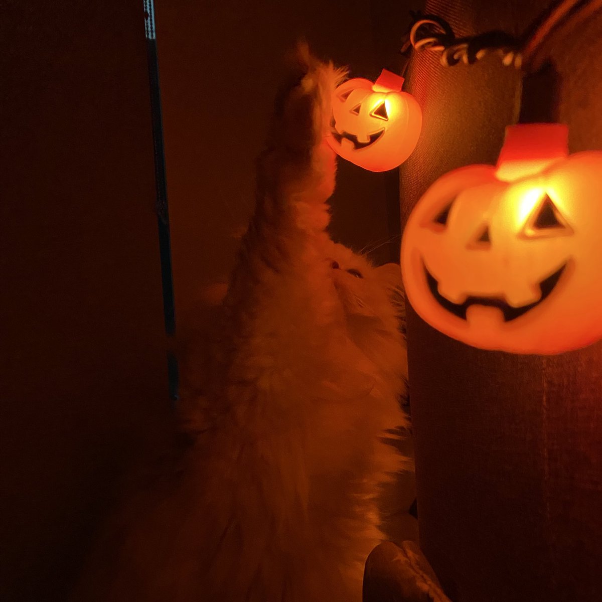 plushiemami's tweet photo. 🎃😽 https://t.co/JUx6iSV51b