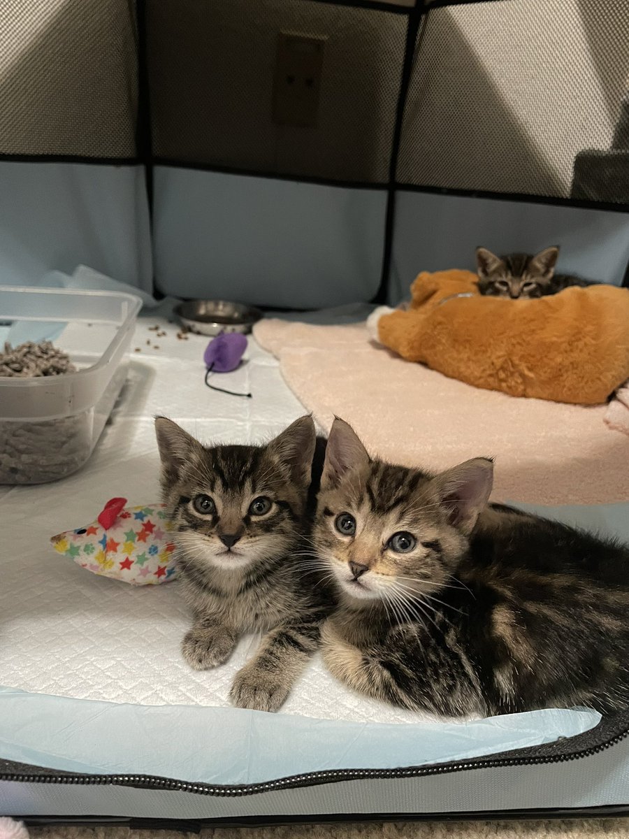 Friends of Bear Cat Rescue tweet media