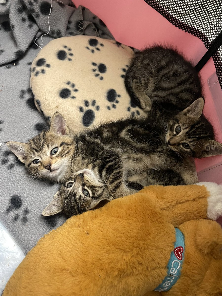 Friends of Bear Cat Rescue tweet media