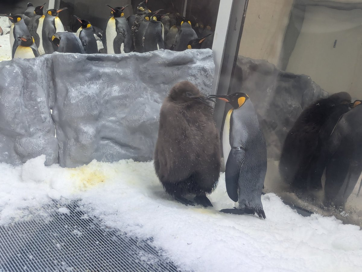 I SAW PESTO!! WITH MY EYES!!! 🤩🐧