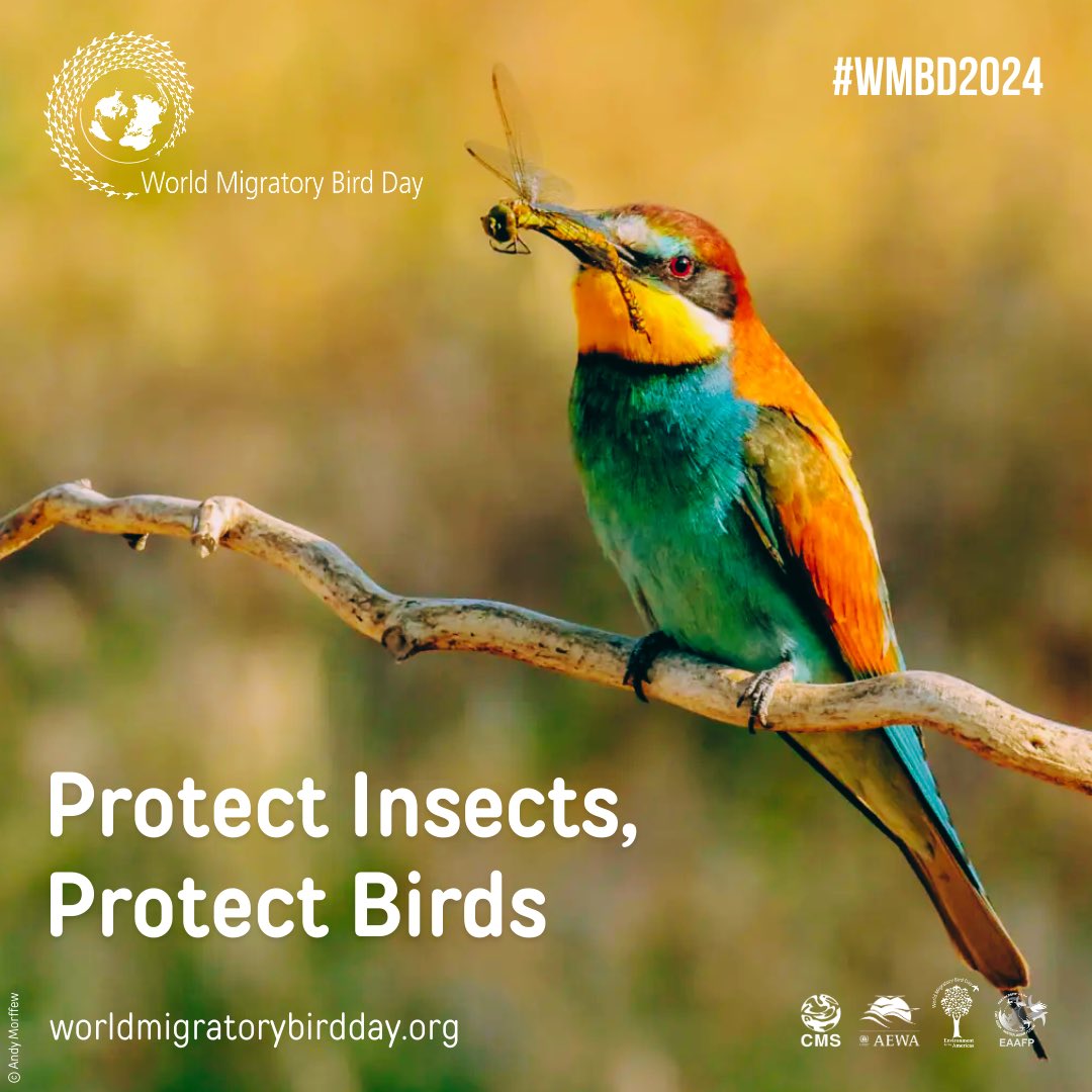 From one region to another, birds rely on insects to fuel their long migratory journeys.

But with pesticide use and habitat loss, these important partners are disappearing fast.

This #WorldMigratoryBirdDay, join the #ProtectBirdsProtectInsects movement: worldmigratorybirdday.org