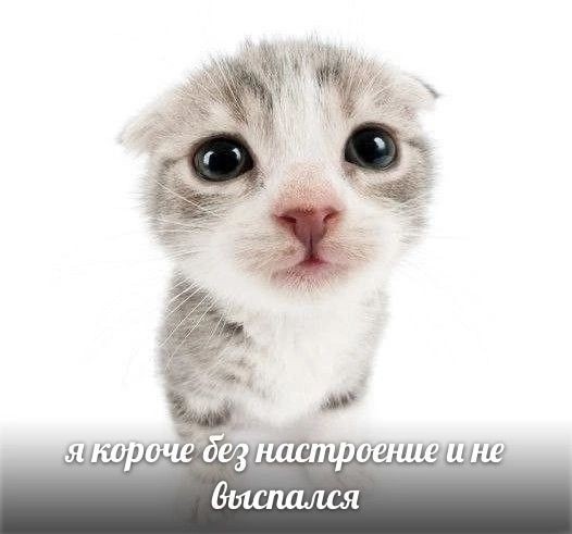 вампир!юра смирнов. (@pewpewnov) on Twitter photo 