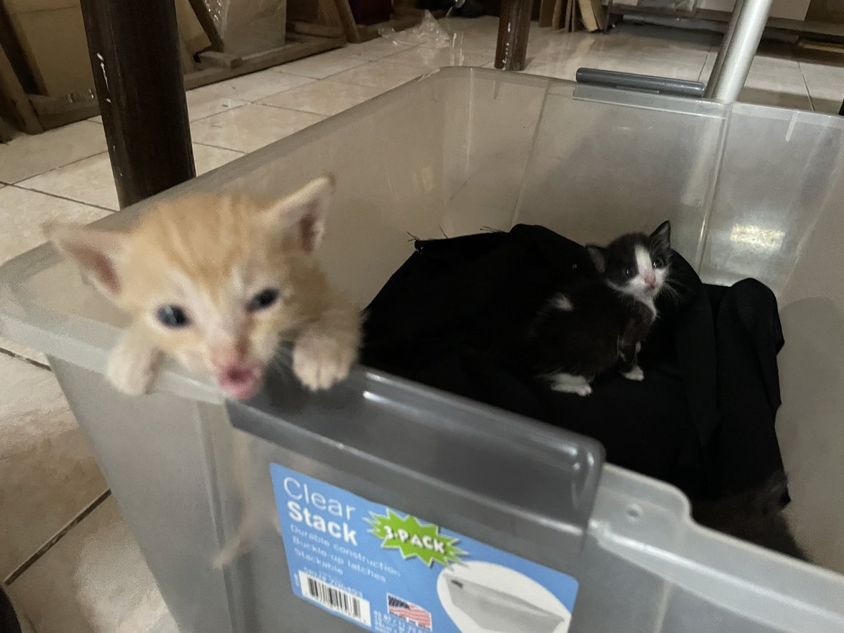 collectivebf's tweet photo. hello fellow miming enthusiasts! basin ganahan mu mang adopt sa kittens sa museum :33 theyre currently almost a month old pa and theyre so cute grrrhrhdjajdjdjdu https://t.co/SleyYdADyZ