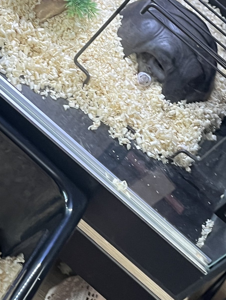 청소하는 거 구경 중