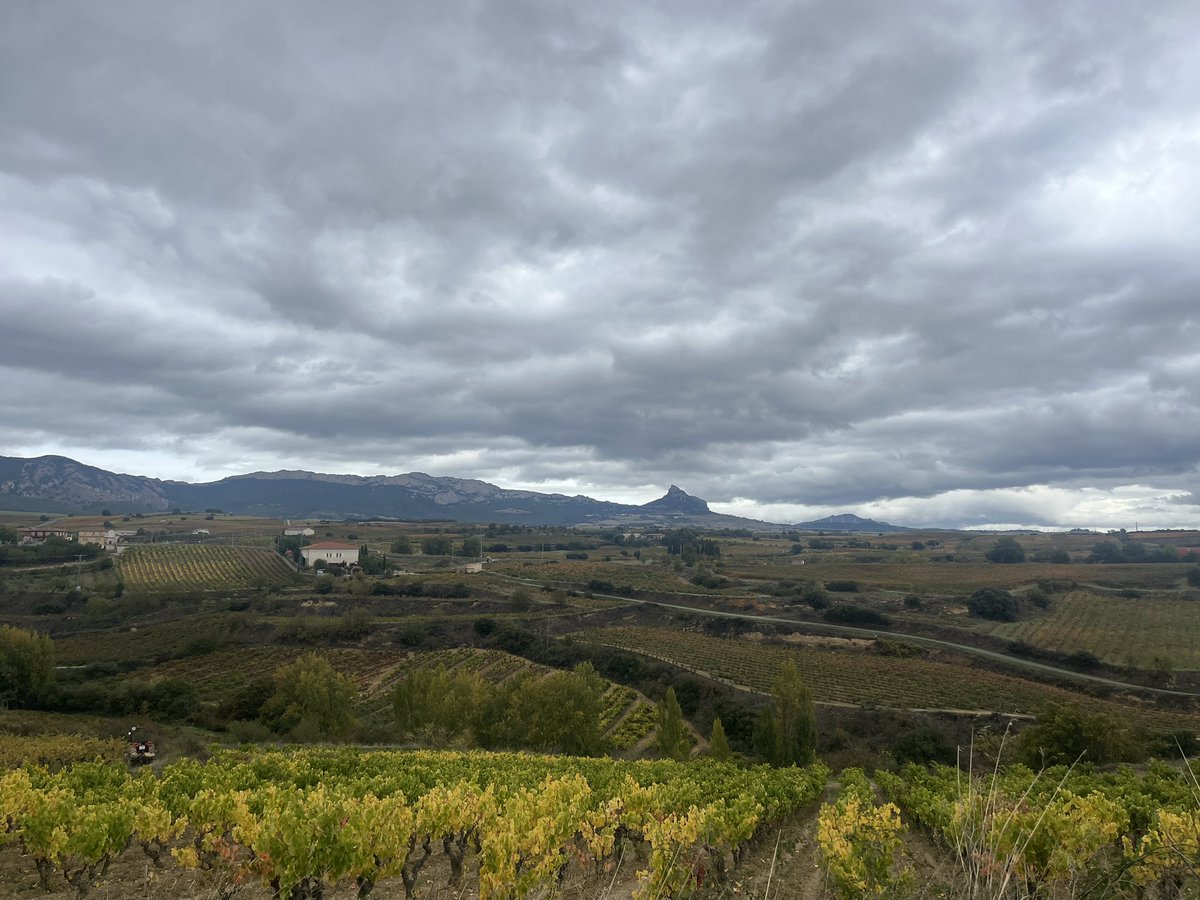 mgrapesland's tweet image. 🌞 🌞 Buenos días #amigos #elvillar #pisón con Roberto y Julio @LaRiojaAltaSA cómo me gusta pisar tierra y oler campo para identificar al vino y entenderlo #riojaalavesa #rioja