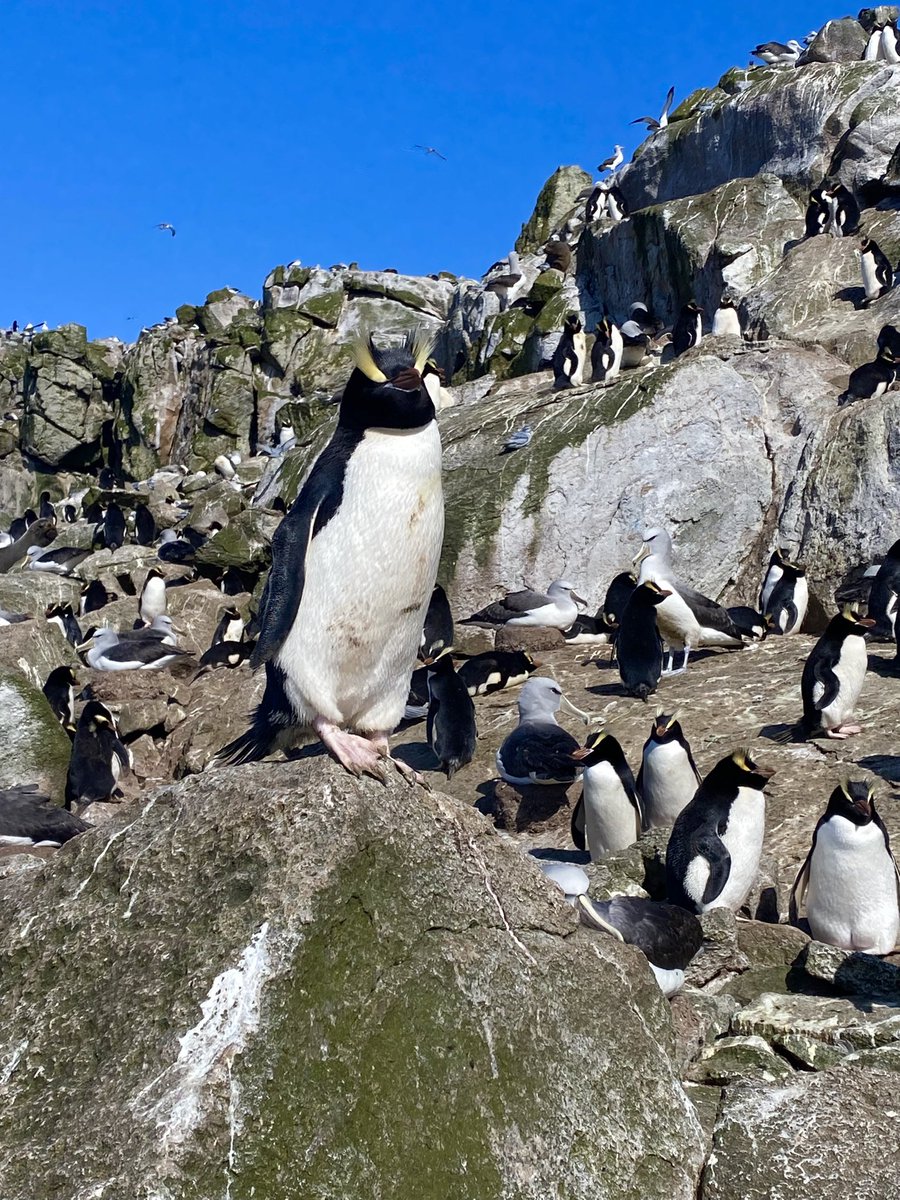 Day 1 on the Bounty Islands was a success. We sampled penguins, albatrosses, and prions and began the drone surveys of the islands.