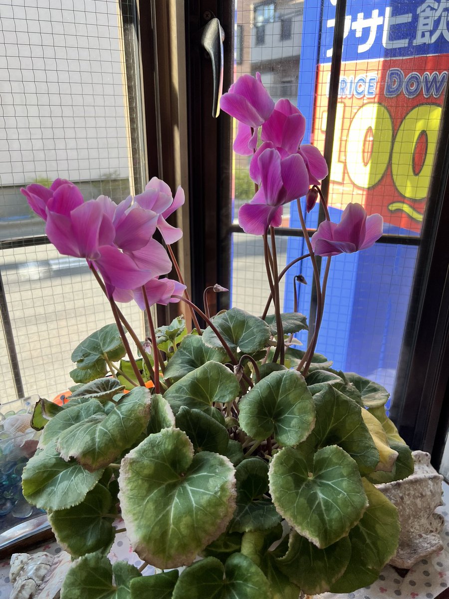 daini_kurinoyu's tweet image. 3年目の #例のシクラメン 
まだまだ❣️咲いてます🤗✨
 #つぼみ も 順番待ち❣️

 #大田区  #鵜の木  #銭湯  #第二栗の湯 ♨️

 今日は～ #草津温泉 ♨️𓈒𓂂𓏸