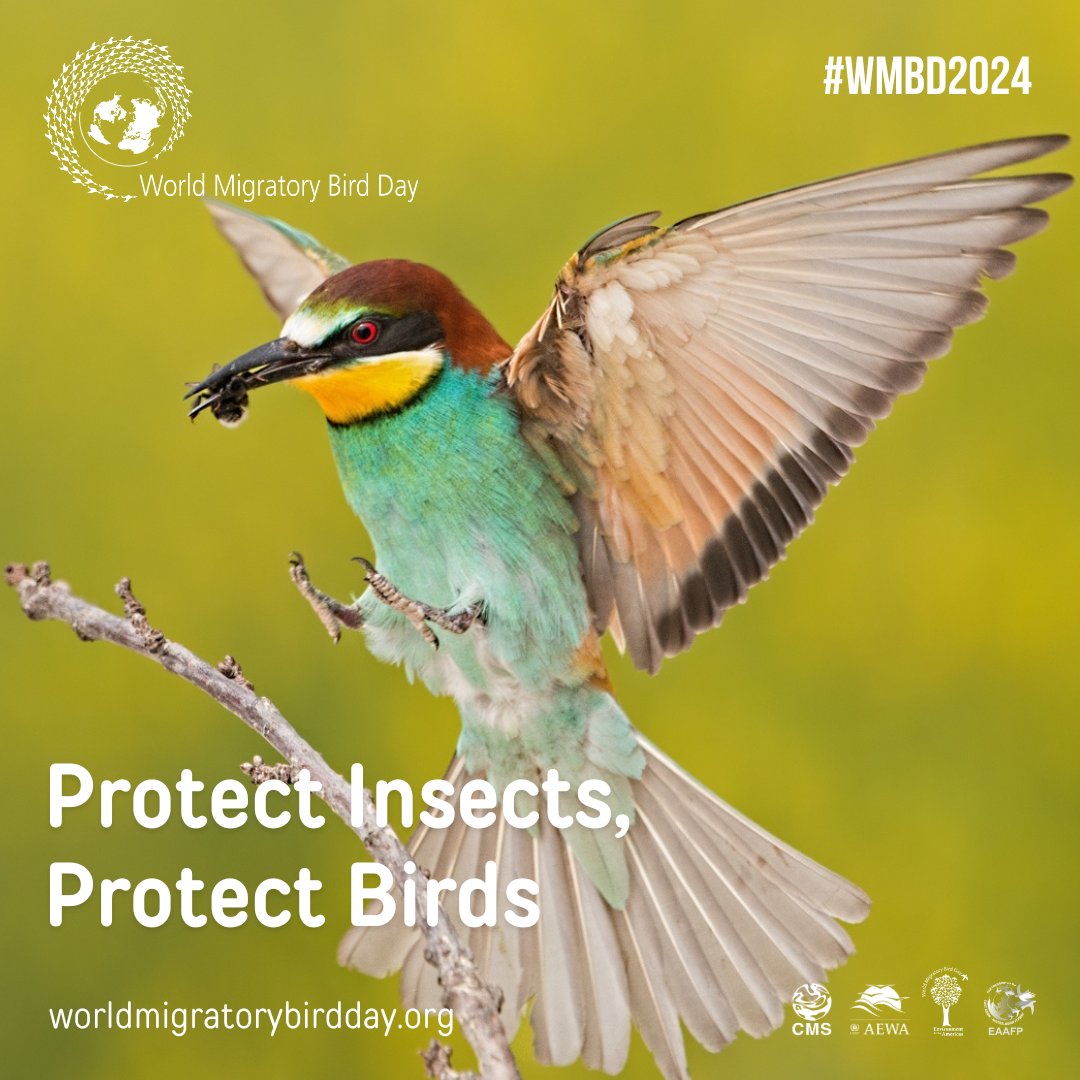 World Migratory Bird Day tweet media