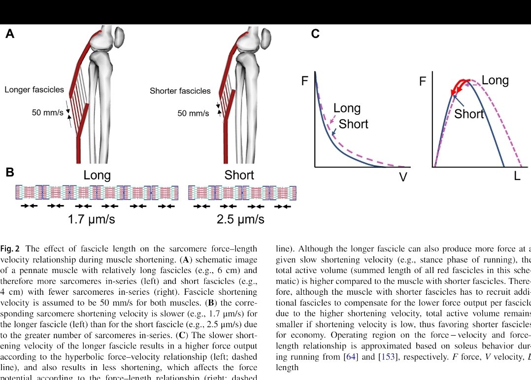 Bel article a lire....
Van Hooren, B., Aagaard, P. &amp; Blazevich, A.J. Optimizing Resistance Training for Sprint and Endurance Athletes: Balancing Positive and Negative Adaptations. Sports Med (2024). doi.org/10.1007/s40279…