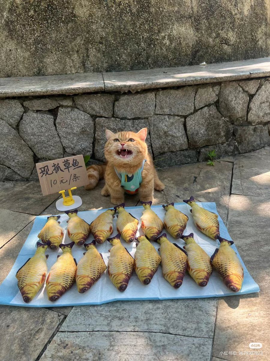 PostsOfCats's tweet image. BUY MY FISH!!!!! 😫