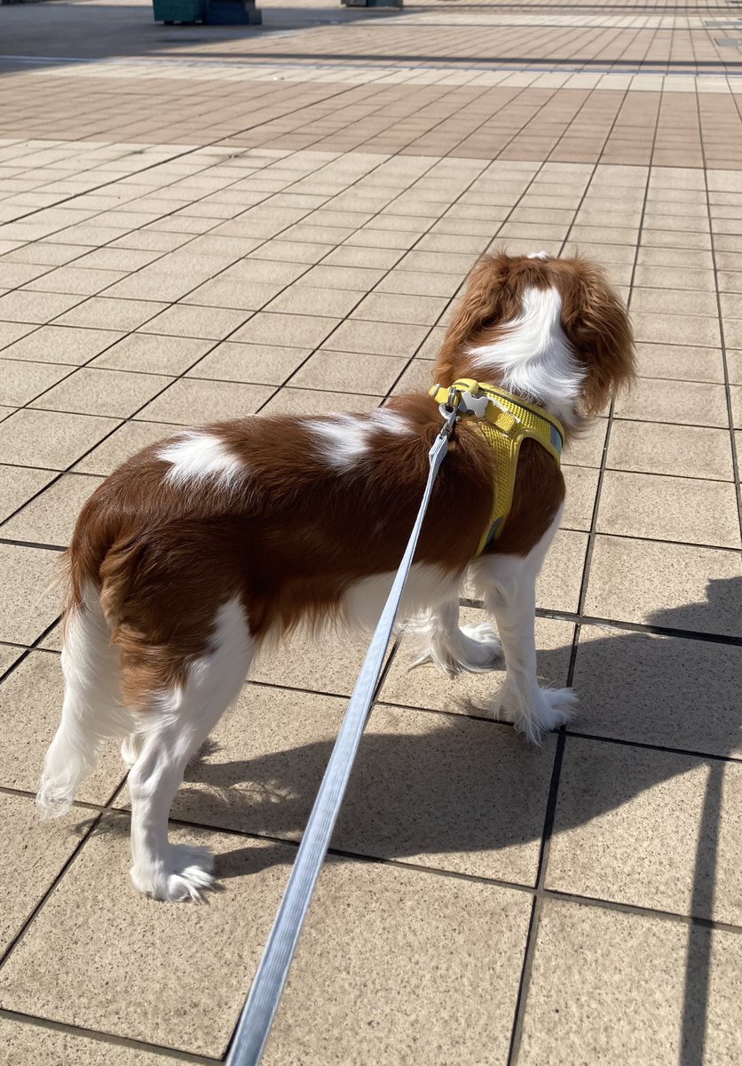 cando1998's tweet image. 黄金の秋色🍂🐶