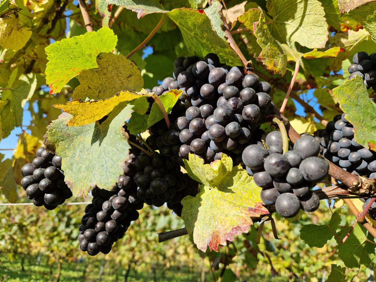 hautsdefrance's tweet photo. 🍇 C’est la saison des vendanges en #hautsdefrance !

🍷 Une belle occasion de saluer le travail des vignerons et des vendangeurs qui, avec passion et savoir-faire, transforment chaque grappe en futurs grands vins. 

🍇 Grâce à eux, notre terroir brille dans chaque verre. https://t.co/6Unwx89N6B