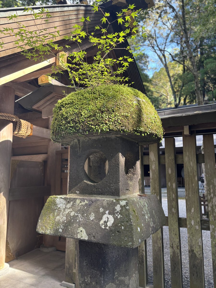 天安河原神社の灯籠の頭に植物が生えていてかわいかった🪴