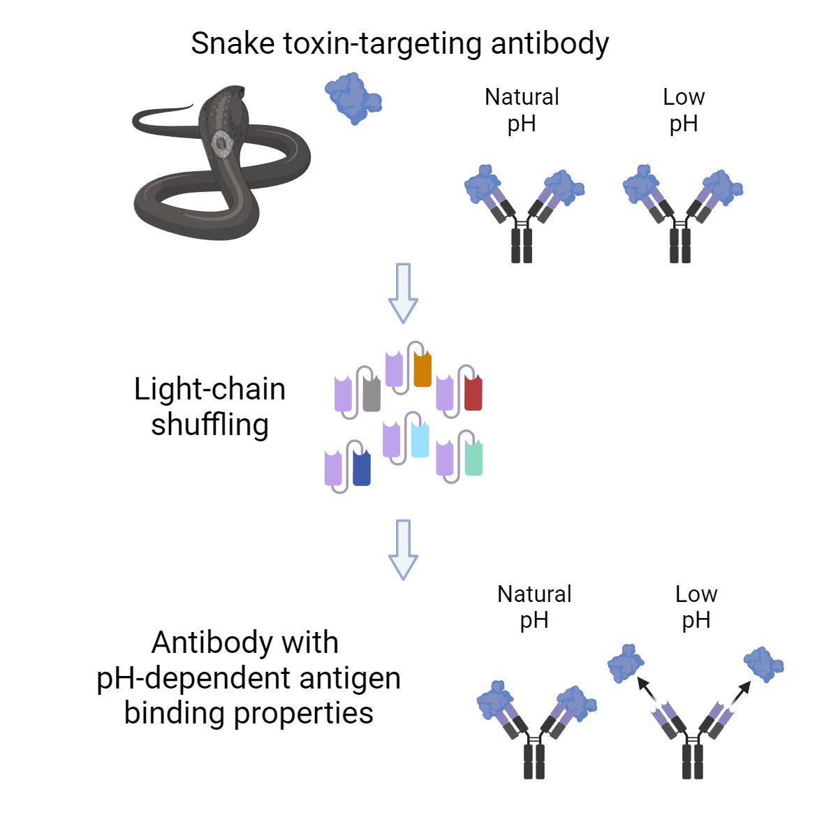 Andreas Laustsen (@andreaslaustsen) on Twitter photo Thanks to Laura Tran from <a href="/TheScientistLLC/">The Scientist</a> for highlighting one of the recents scientific articles about #antibodies with pH-dependent antigen binding properties from <a href="/CAT4Science/">Center for Antibody Technologies</a> at <a href="/DTUtweet/">DTU</a> and <a href="/AndersenJT/">The Lab of Adaptive Immunity and Homeostasis</a> <a href="/UniOslo/">Universitetet i Oslo</a>: the-scientist.com/ph-engineered-…
Orig Article: cell.com/structure/full… Thanks to Laura Tran from <a href="/TheScientistLLC/">The Scientist</a> for highlighting one of the recents scientific articles about #antibodies with pH-dependent antigen binding properties from <a href="/CAT4Science/">Center for Antibody Technologies</a> at <a href="/DTUtweet/">DTU</a> and <a href="/AndersenJT/">The Lab of Adaptive Immunity and Homeostasis</a> <a href="/UniOslo/">Universitetet i Oslo</a>: the-scientist.com/ph-engineered-…
Orig Article: cell.com/structure/full…