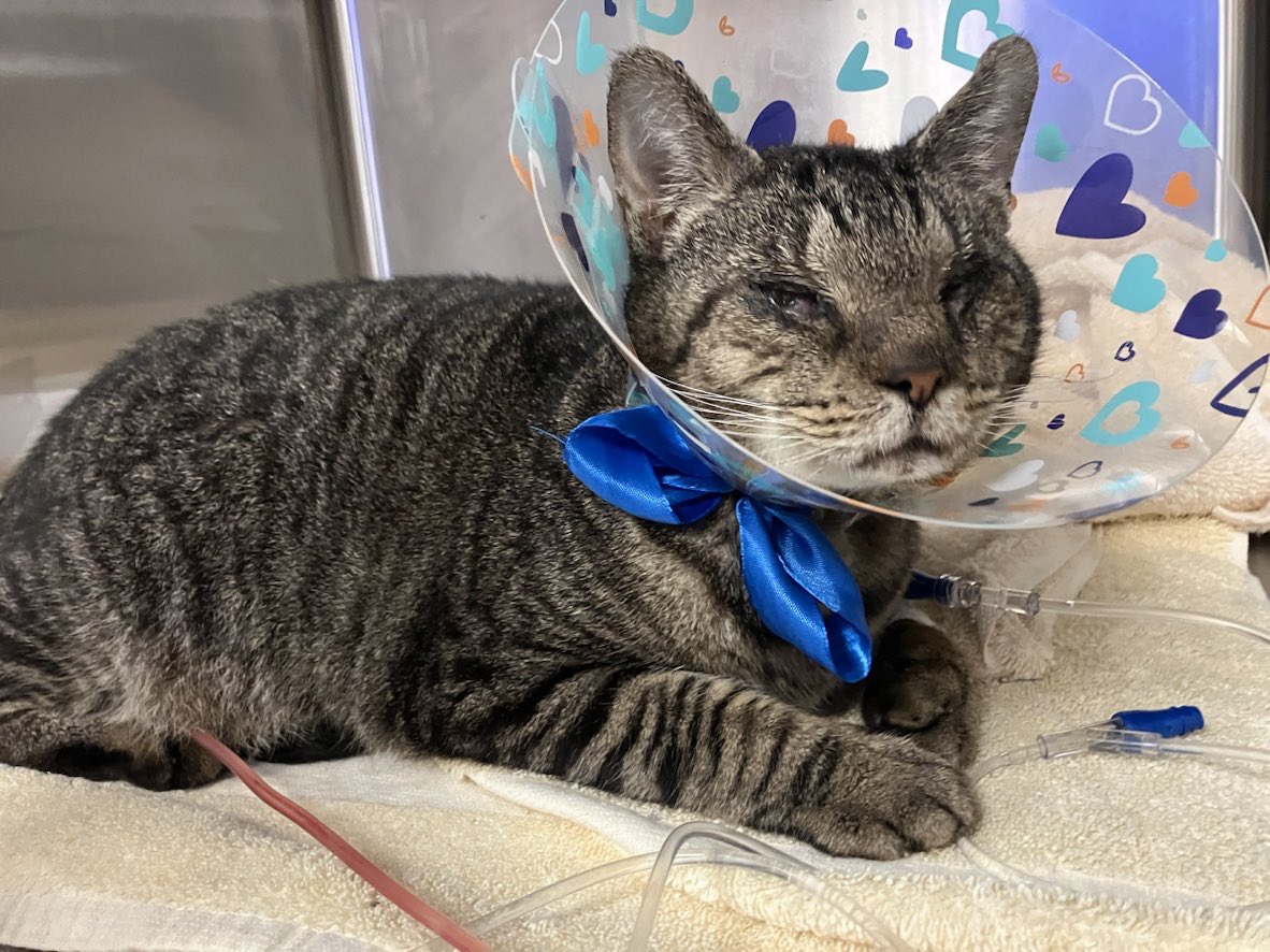 SarahEllae tweet media