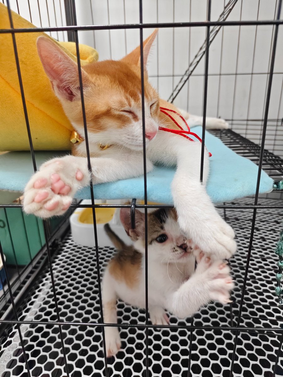 ProleanHUB's tweet image. Happy Friday! 🎉 Wangcai, our cherished foster pet, has found his forever home in Hunan! 🏡 Here’s a throwback to his last day at our office. We also have two new furry friends joining our crew. 🐾
#AdoptDontShop #HappyWeekend #Proleantech