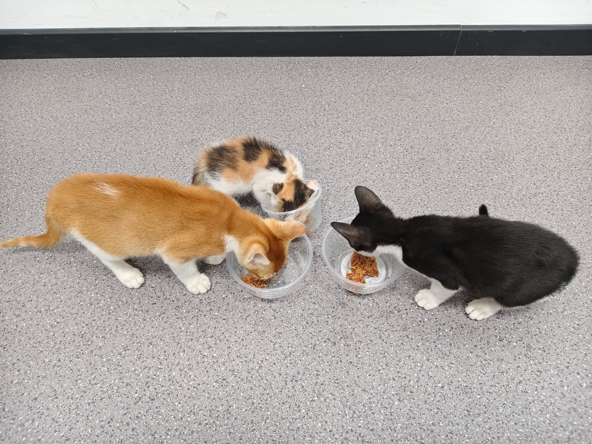 ProleanHUB's tweet image. Happy Friday! 🎉 Wangcai, our cherished foster pet, has found his forever home in Hunan! 🏡 Here’s a throwback to his last day at our office. We also have two new furry friends joining our crew. 🐾
#AdoptDontShop #HappyWeekend #Proleantech