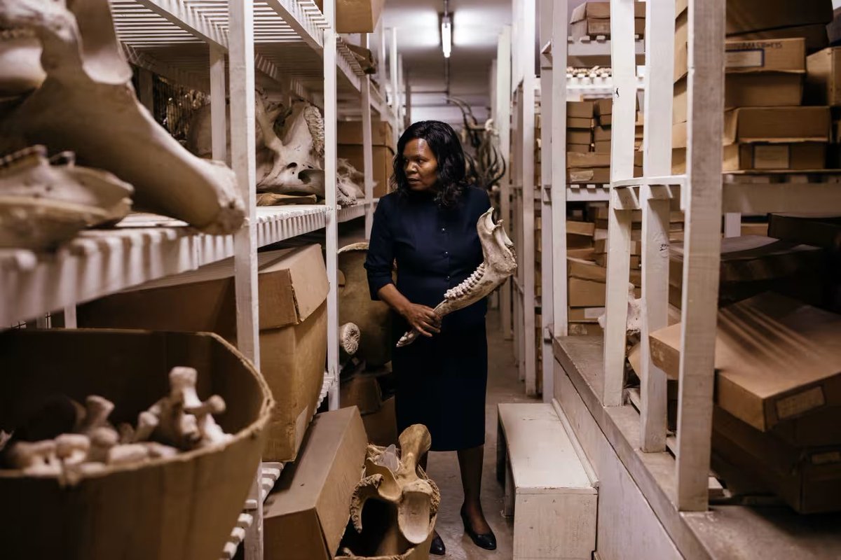 MartMLahr's tweet photo. The @museumsofkenya has outstanding collections, including some of the most important hominin fossils in the world. But it needs help!!
Read Michael Philips' article in the @WSJ 👇

'A museum overflowing with prehistoric treasures races to save itself'
 https://t.co/AgtcFgP2Lo https://t.co/AYdJd8zxQK
