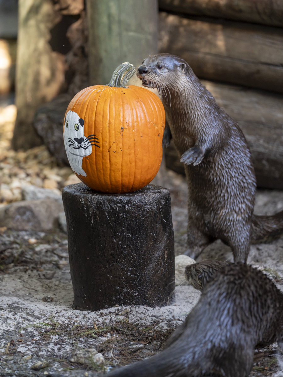 We are OPEN! Thank you for being so patient as we prepared the Zoo to welcome guests once again.

Visit our website to see today's fall-themed animal chats and beer garden options! palmbeachzoo.org/fall-for-palm-…
