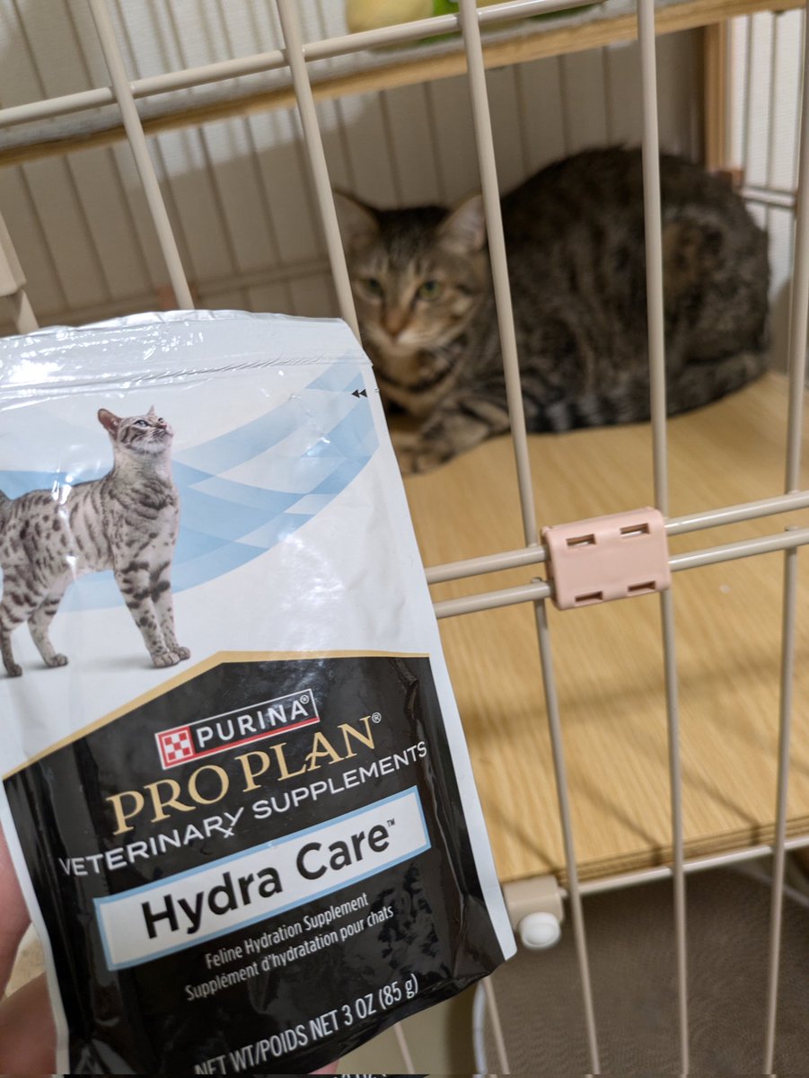 DP43dpcSoizPVau's tweet image. 帰ってきたらでっかいウ◯チあった😳
体は小さいのに、立派でえらいぞ🙌

今日はおかわりしました　byニコ

#猫かふぇねこぱんち　#ニコちゃん
#保護猫を家族に　#保護猫