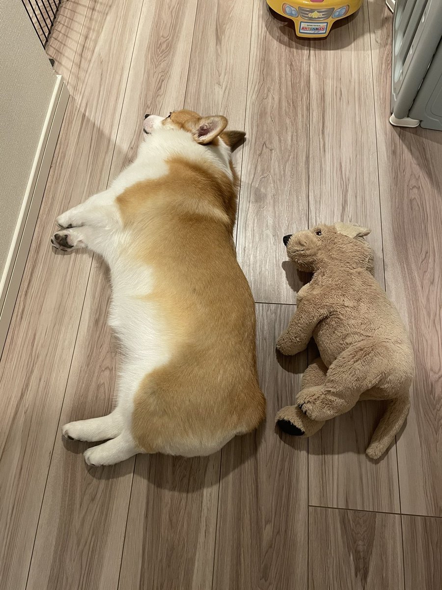 syokupancorgi24's tweet photo. なぜ同じポーズを https://t.co/r4EKsUaBMS
