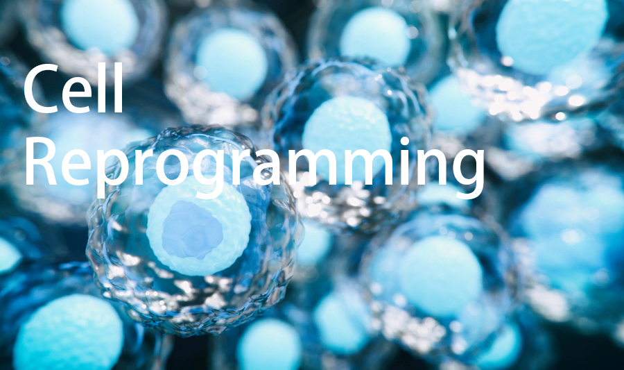 Cell Regeneration is calling for submissions to its new thematic series "Cell reprogramming". Find out more here: cellregeneration.springeropen.com/crep. 
Guest editors: Dr Tao Zhong, Dr Li Wang and Dr Li Qian