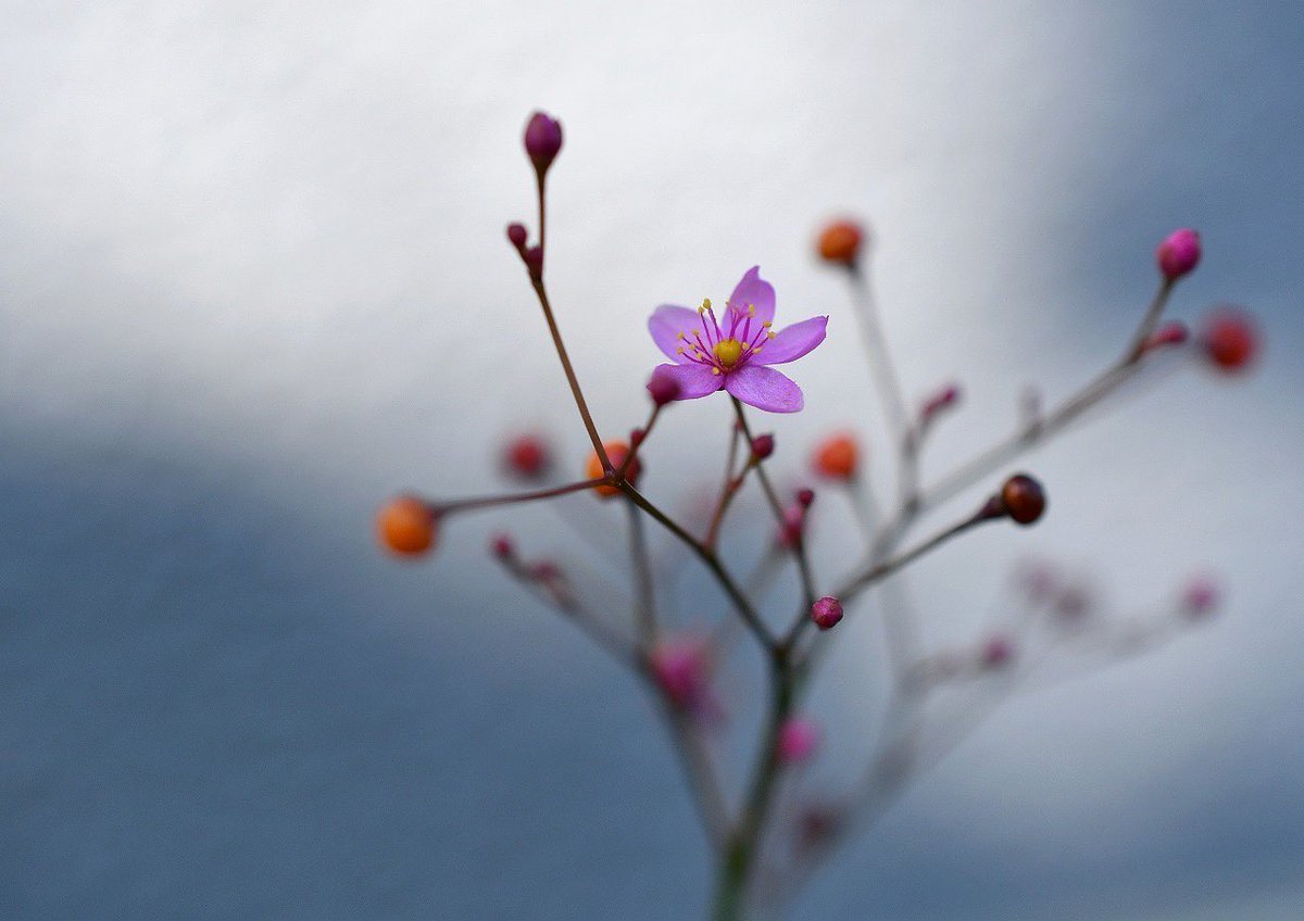 bukousannnknj2's tweet photo. ハゼラン

三時草の別名でも有名です

午後三時位から花を開く寝坊な花です。 https://t.co/1Wy9a8d5WK