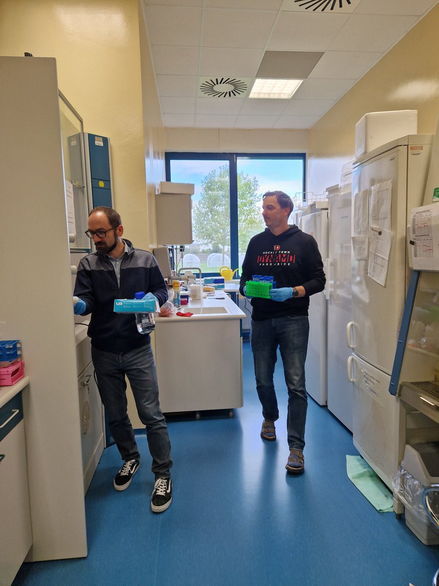 Chromatin organization @pecinka-grp.bsky.social (@pecinka_grp) on Twitter photo Bosses are showing their groups how the lab work is done. Disclaimer: all safety rules were followed, no accident happened <a href="/APecinka/">Aleš Pečinka</a> <a href="/bartos_group/">Plant B chromosome biology research group (IEB)</a> Bosses are showing their groups how the lab work is done. Disclaimer: all safety rules were followed, no accident happened <a href="/APecinka/">Aleš Pečinka</a> <a href="/bartos_group/">Plant B chromosome biology research group (IEB)</a>
